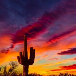 Arizona desert landscape with Siguaro Cactus in silohouette